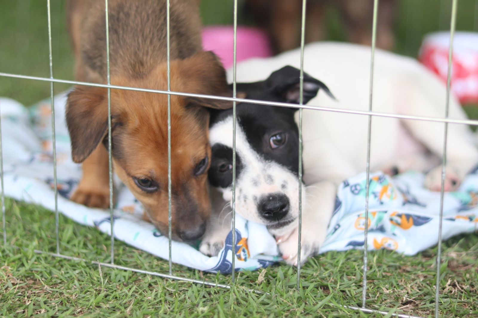 Baby, me Leva! promove feira de adoção de pets neste domingo em Suzano