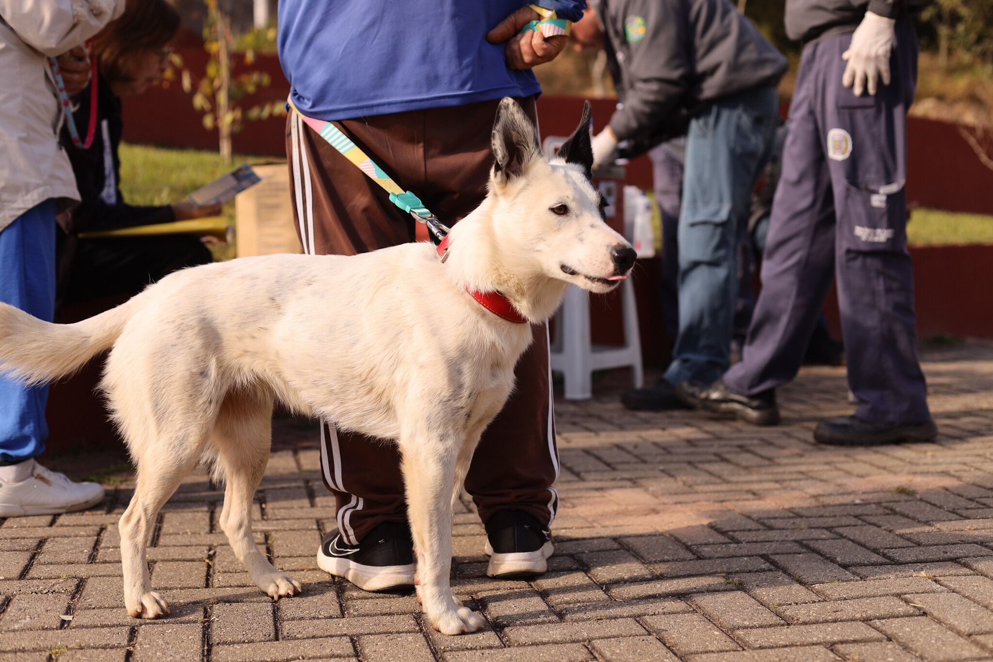 Guararema realiza nova etapa da vacinação antirrábica para cães e gatos