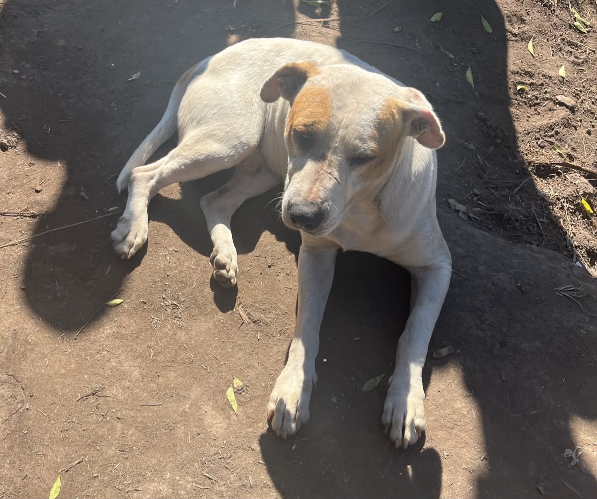 Resgate de cães vítimas de maus-tratos em Suzano garante proteção aos animais