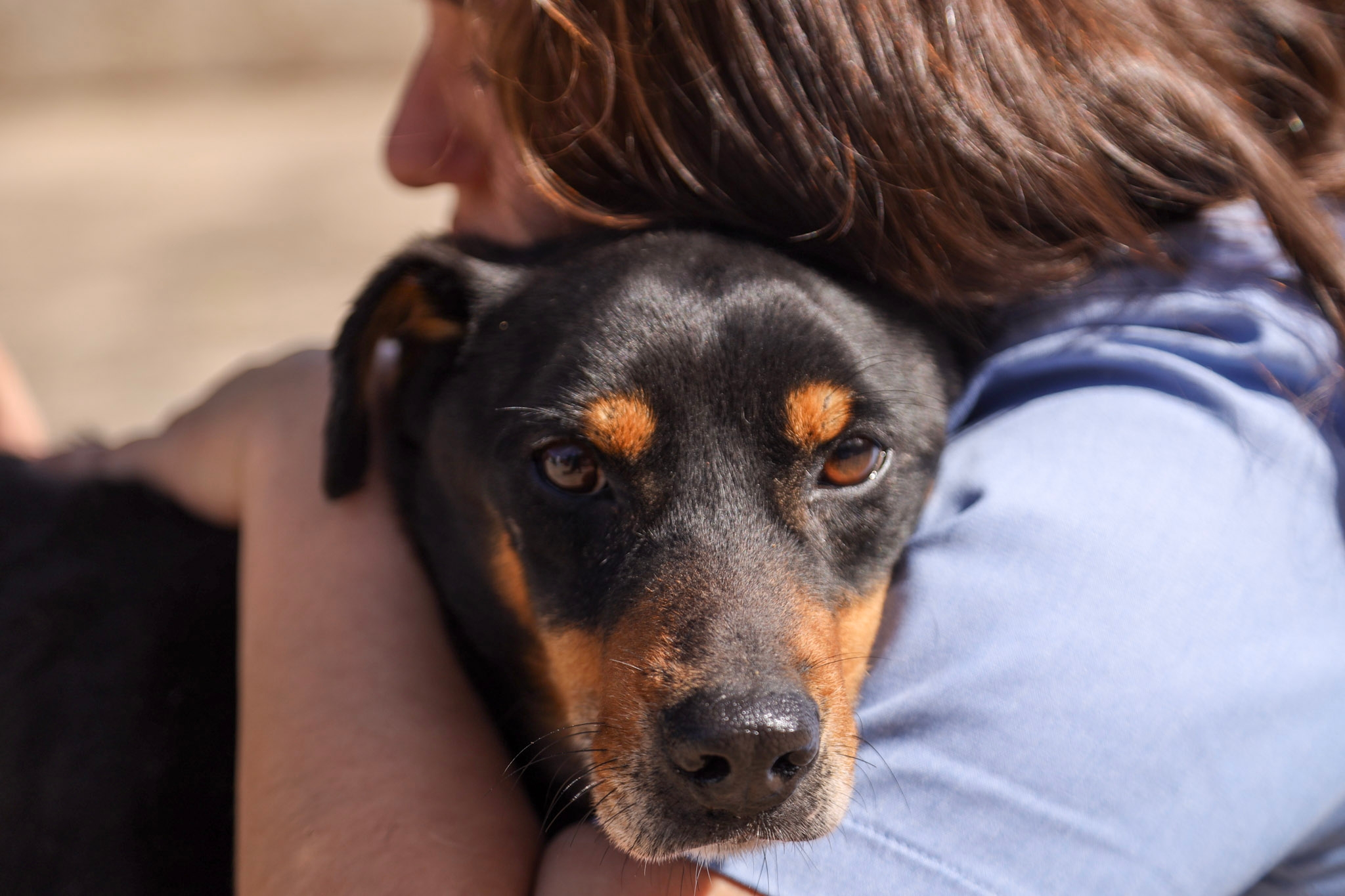 Guararema apresenta novos animais para adoção gratuita pelo Programa Bora Ser Feliz