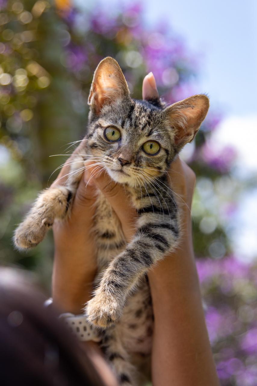 Itaquá realiza pré-cadastro para castração gratuita de cães e gatos