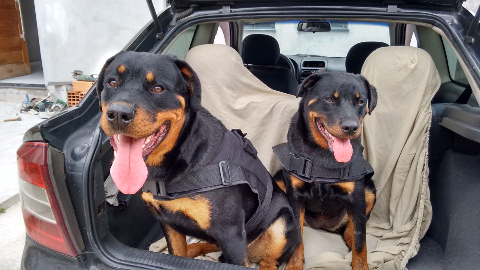 Fundo Social de Ferraz abre inscrições para curso gratuito de Banho e Tosa de Pets